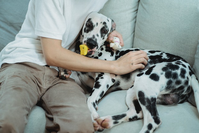 Réconforter votre chienne