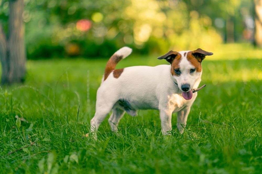 Yorkshire Terrier sind sehr verspielt