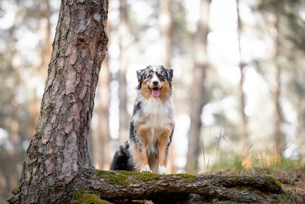 Border Collie zit vrolijk voor blauwe achtergrond
