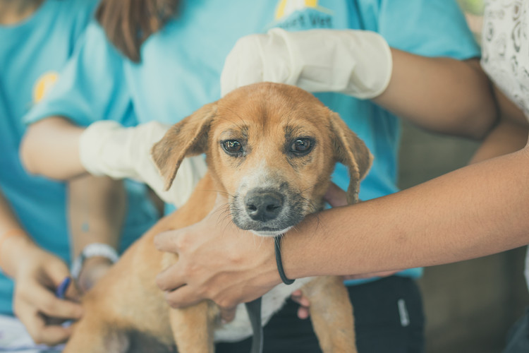 rage chez le chien euthanasie