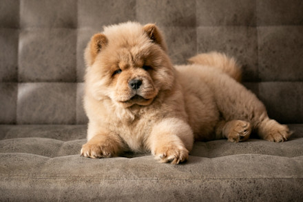 raza de perro con aspecto de oso de peluche