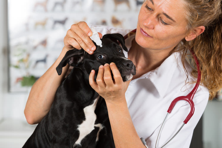 maladies des yeux chien