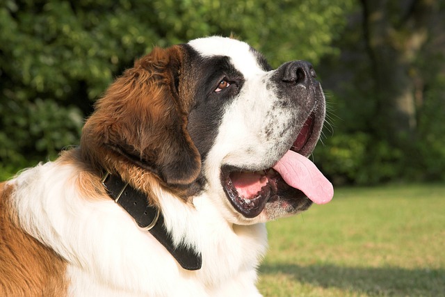 Le Saint-Bernard