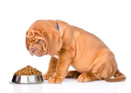 Alimentation du chat - Alimentation des chiens et chats - Prévention &  conseils