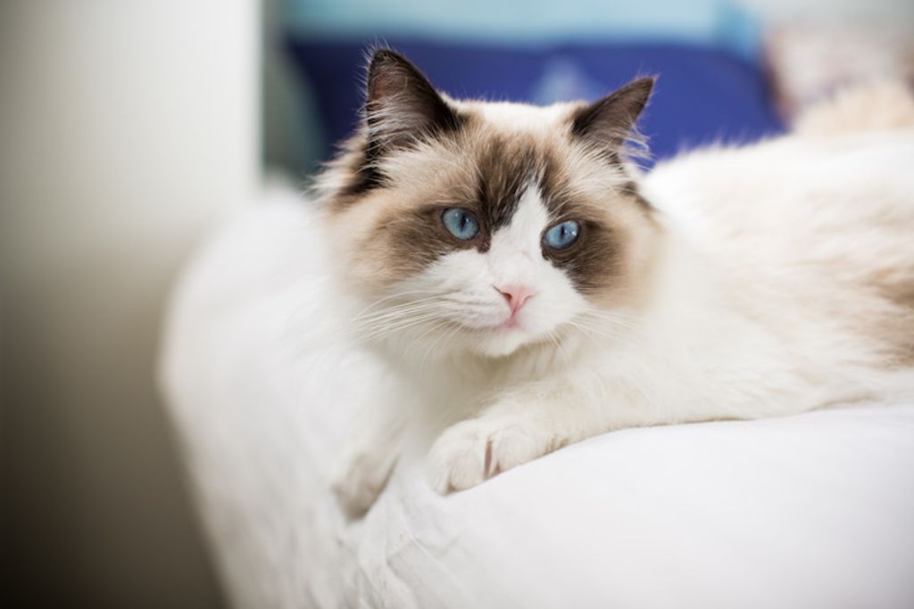 ragdoll un chat robuste