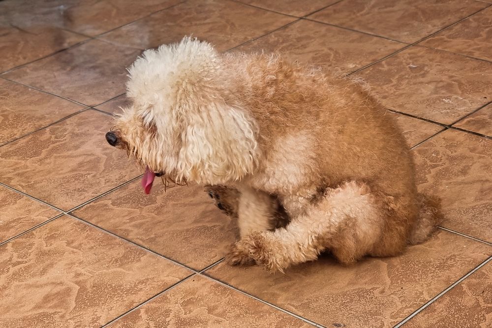 Cane si gratta a terra con la lingua fuori