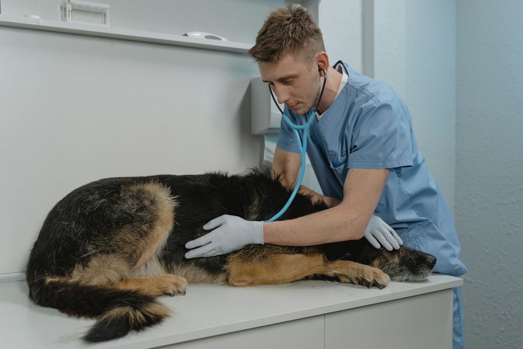 Chien chez le véto