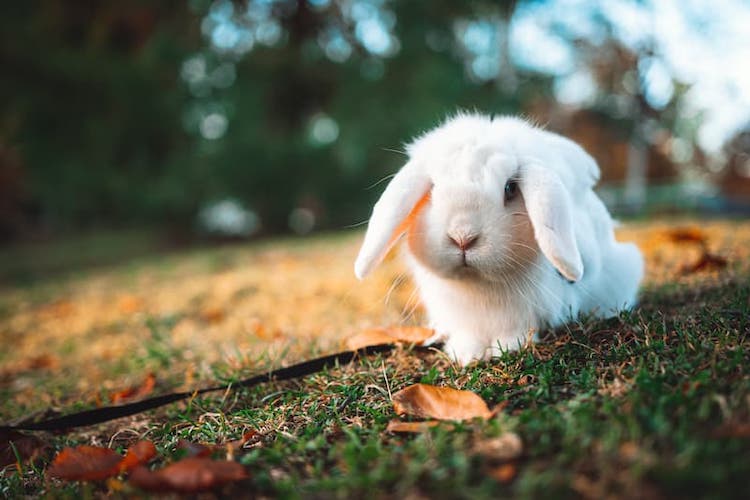 Conseils pour un lapin en bonne santé - Santévet