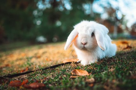 Lapin nain : Les vaccins pour lapins - Protéger son lapin