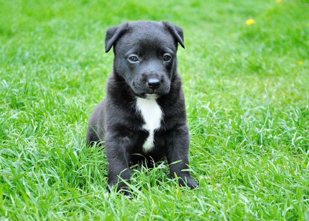 Chiot noir et blanc