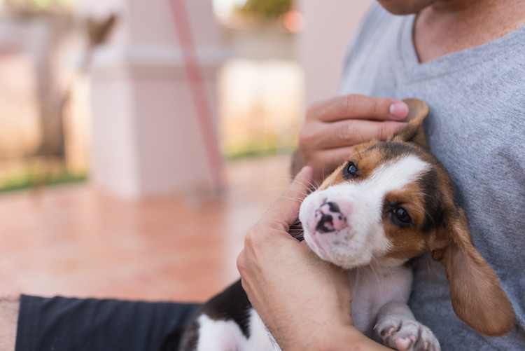 inspecter les oreilles du chien