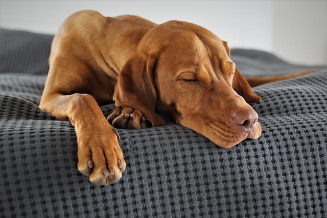 Chien à l'hôtel