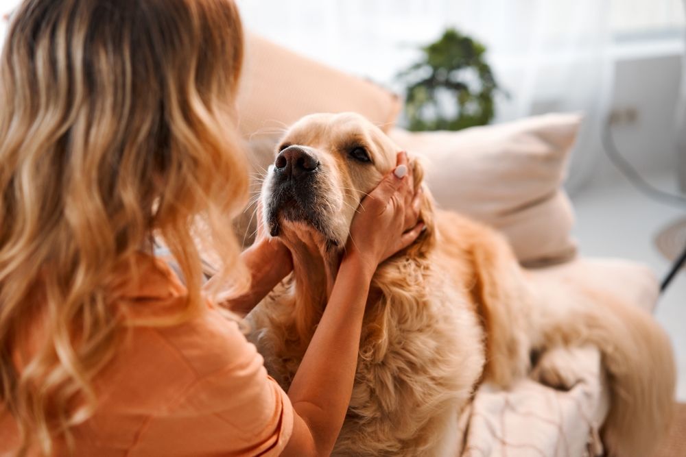 Mejores perros de compañía