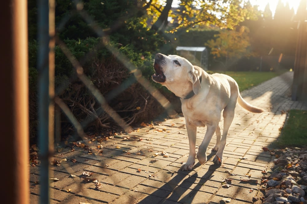 Labrador che abbaia in giardino
