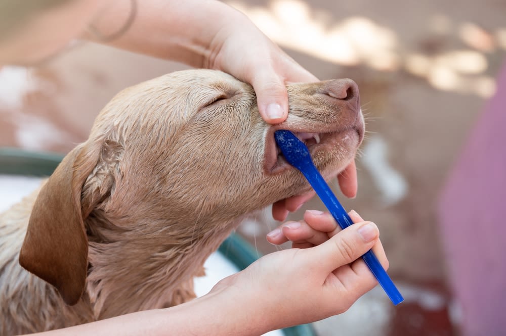 Cepillado de dientes en perro