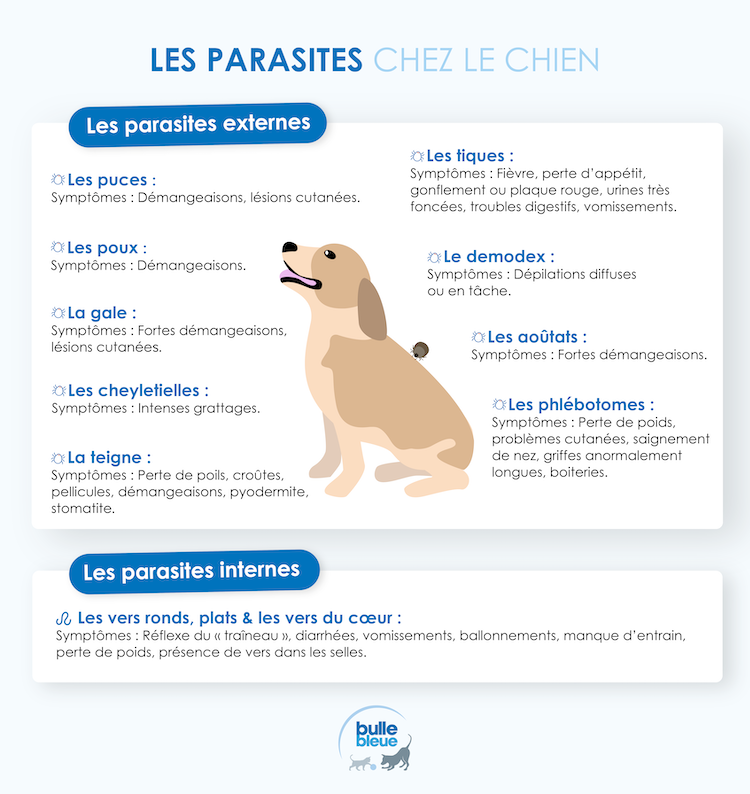 Infographie - Parasites chez le chien