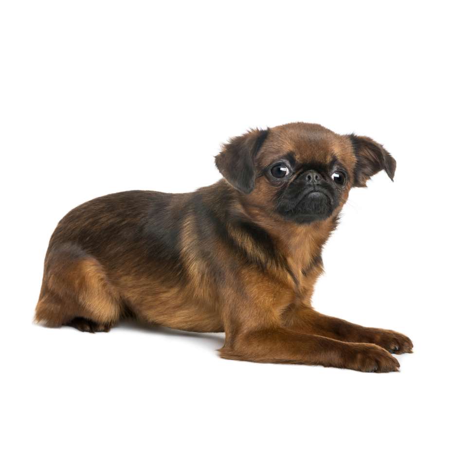 Petit Braban+ºon.jpg