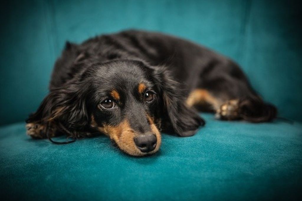 chienne sur canapé