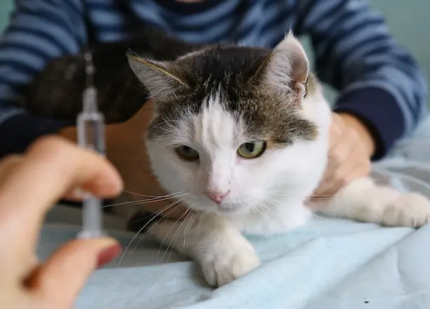 Bientôt un vaccin pour soigner l'allergie au chat - Santévet