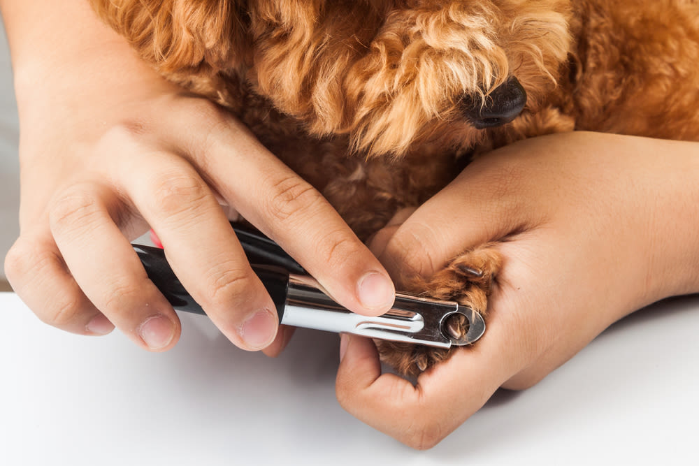 así es cómo se le corta las uñas a un perro