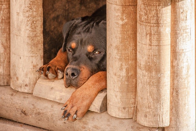 Chien dans sa niche