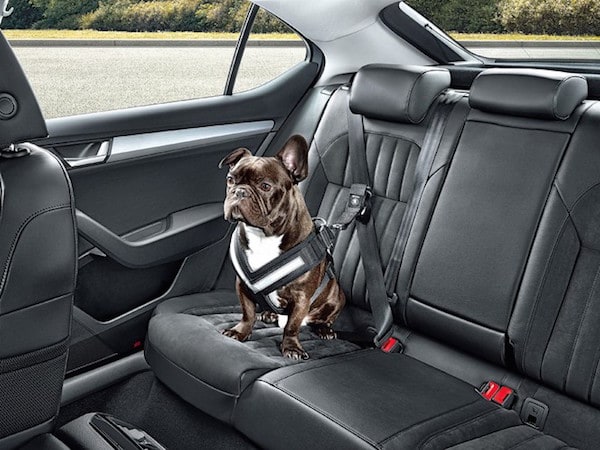 2 Pièces Ceinture Chien Voiture Harnais De Sécurité Avec Absorption Des Chocs - Réglable Pour Tous Chiens Et Chats