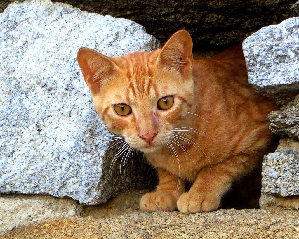 chat tigré roux