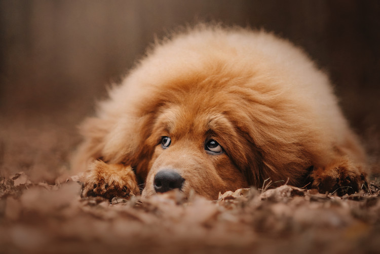 L'arthrose du chien : causes, symptômes et prévention