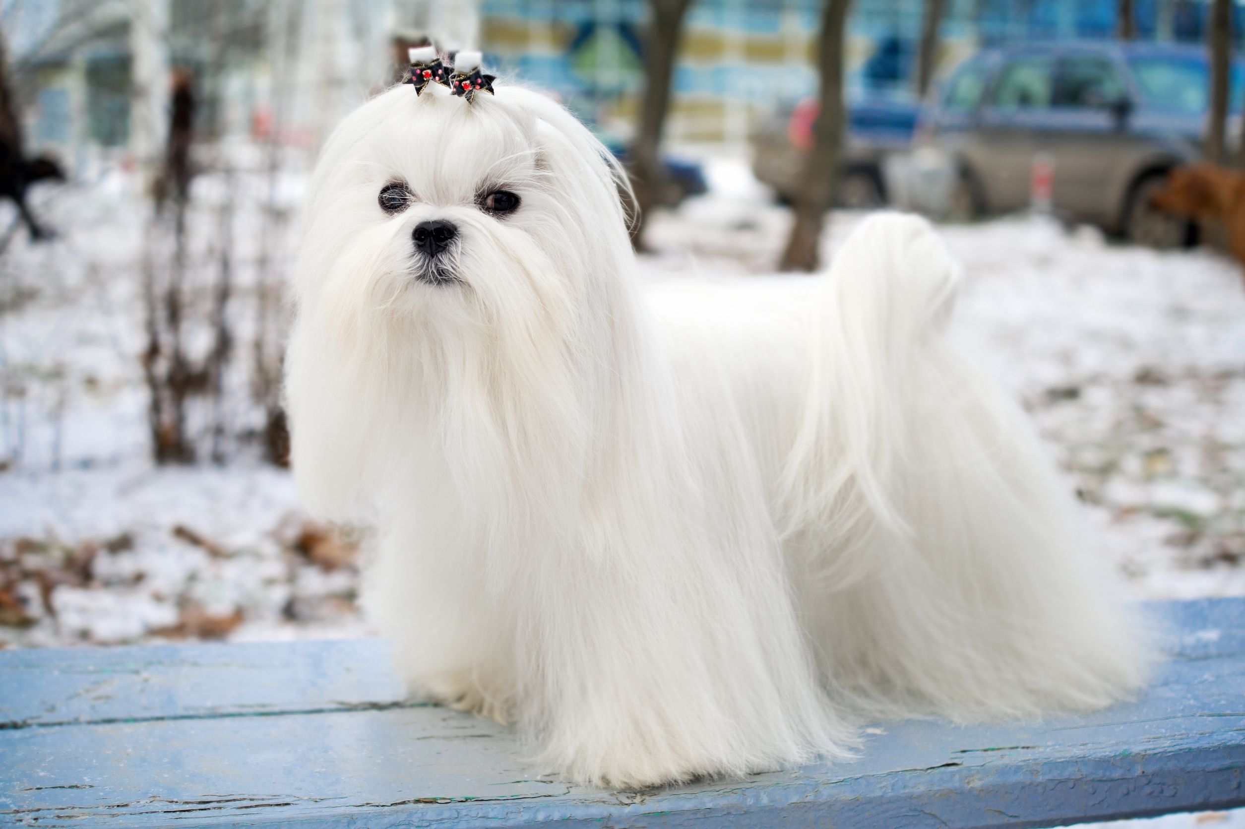 Bichon maltais - Fiches race - Chien - Santévet