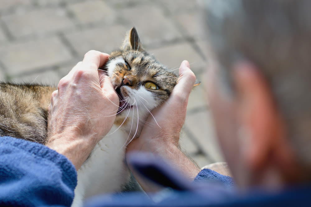 Gatto morde la mano del padrone