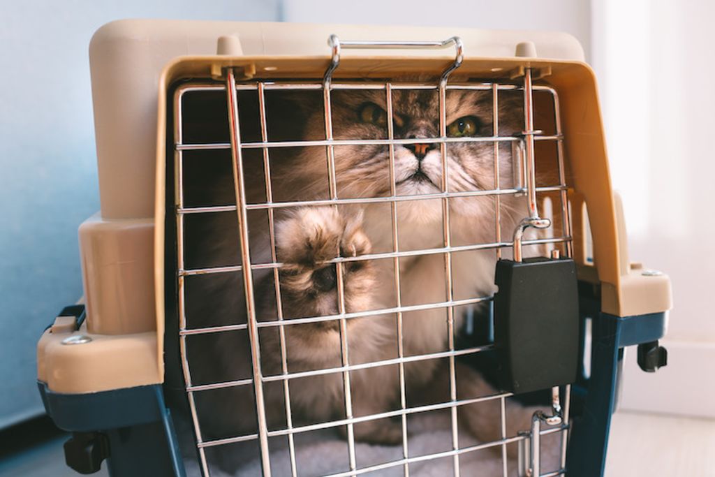 chat qui n aime pas sa cage de transport