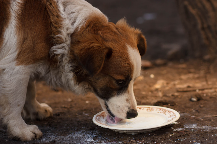 donner du lait à son chien