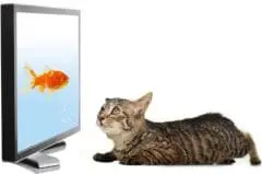 Vision du chat : TV, vidéo, ordinateur… ce qu'il perçoit - Actualité - Chat
