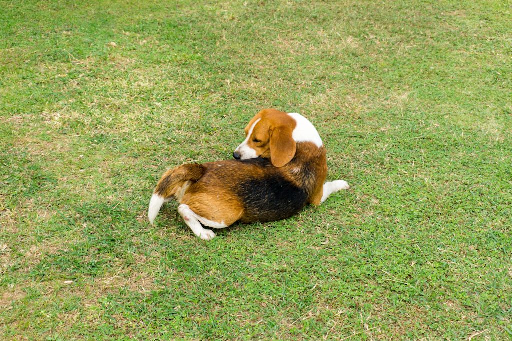 Syndrome de la queue morte chez le chien