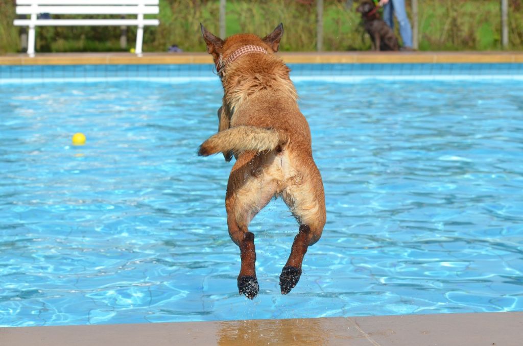 Chien piscine