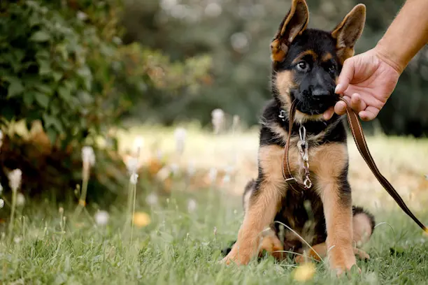 Un harnais pour chien guide nouvelle génération - actualité - chien -  SantéVet