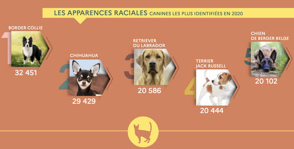 chiens_apparences_raciales_et_identification_en France