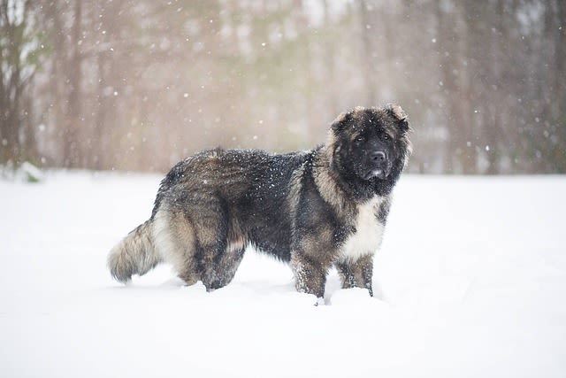 Chien dans la neige