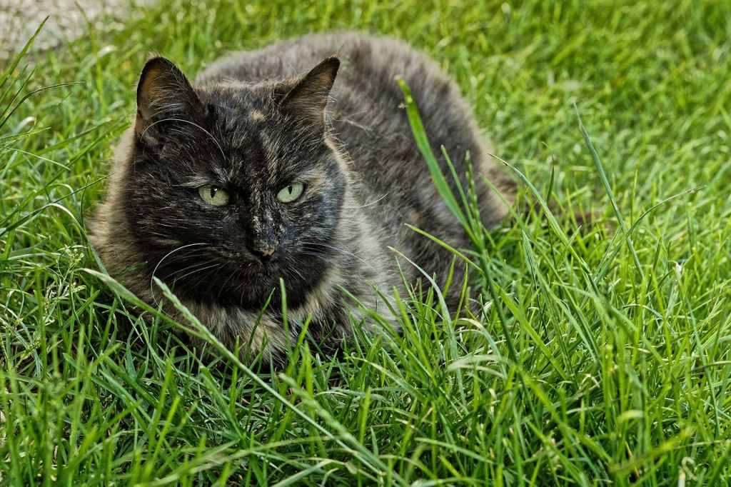 chat ecaille de tortue herbe