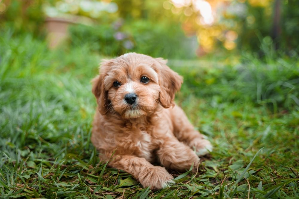 Cavapoo speelt vrolijk op groene weide