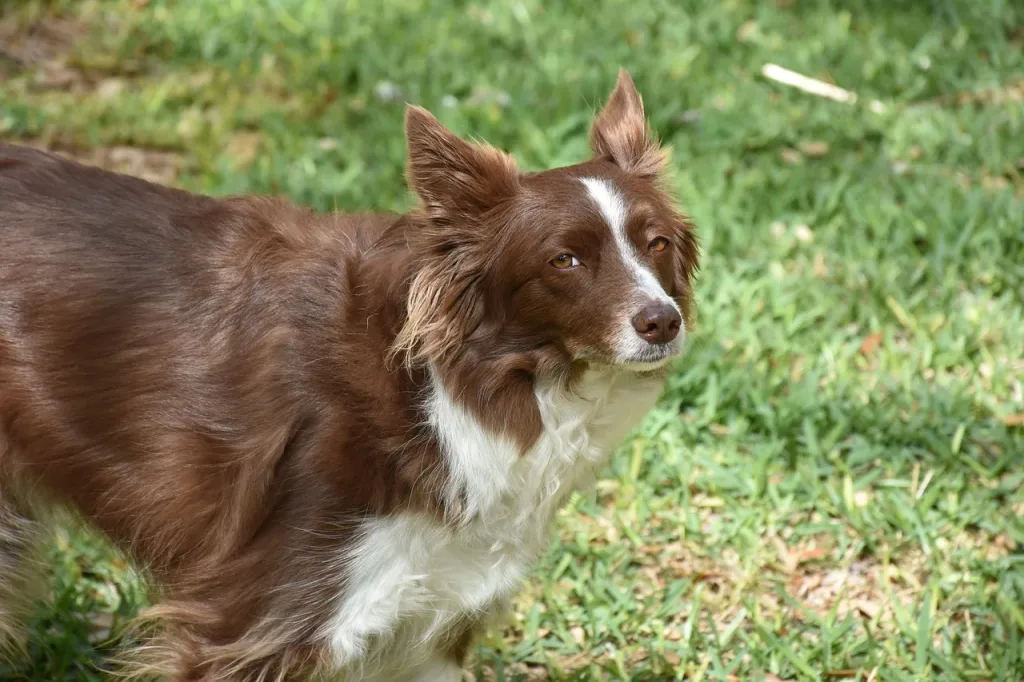 Chien border collie dans l'herbe