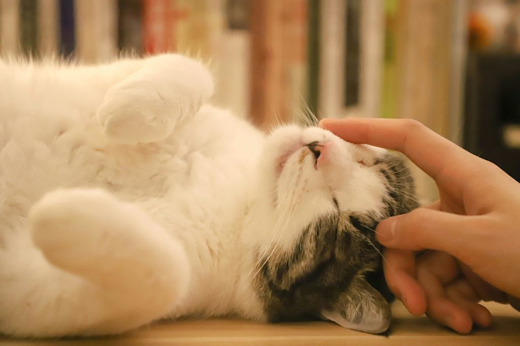chat qui veut un câlin