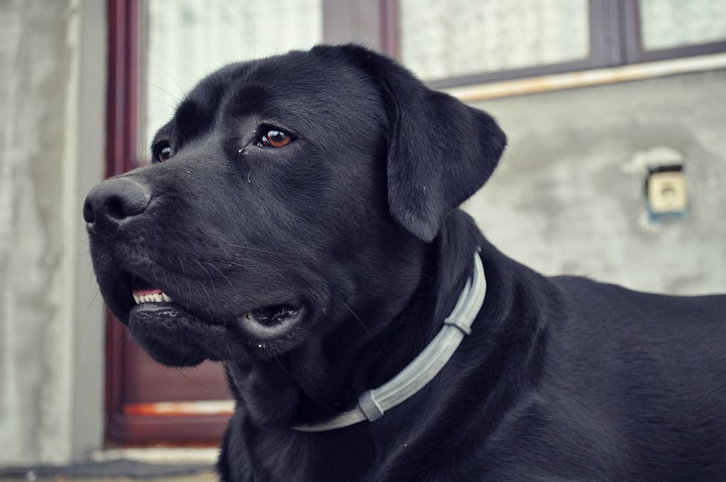 labrador noir boule de graisse