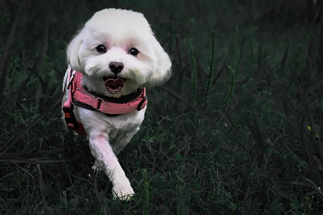 Bichon maltais