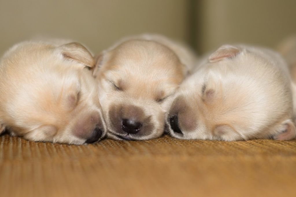 très jeunes chiots