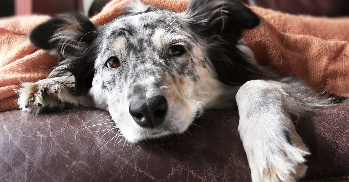 los perros pueden morir de gastroenteritis