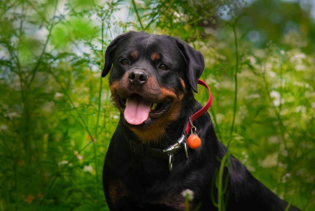 Rottweiler souriant