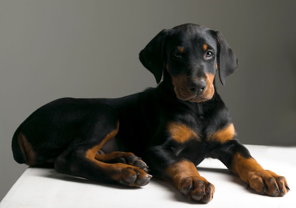 chiot dobermann