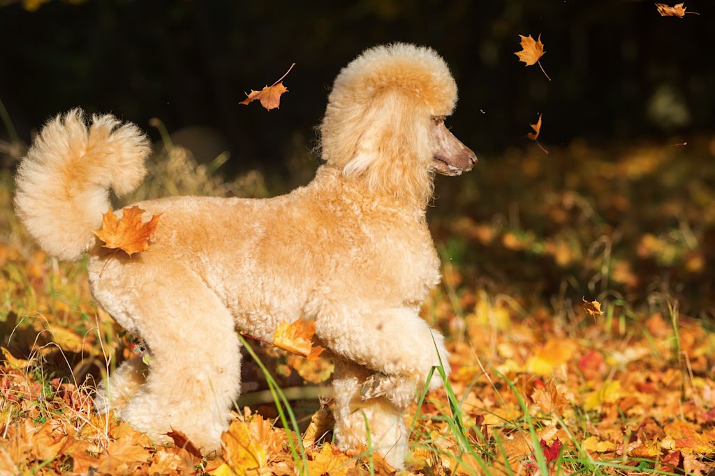caniche blanc debout