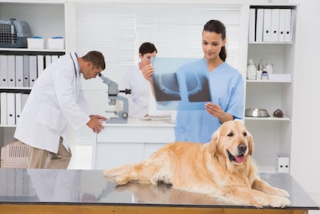 chien âgé et soins vétérinaires